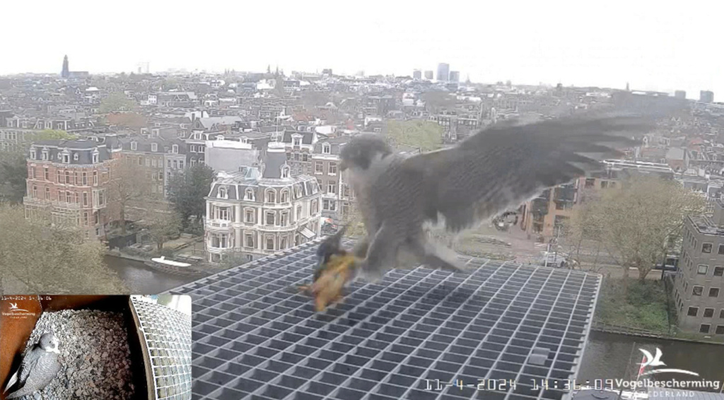 Amsterdam/Rijksmuseum screenshots © Beleef de Lente/Vogelbescherming Nederland - Pagina 12 20241954