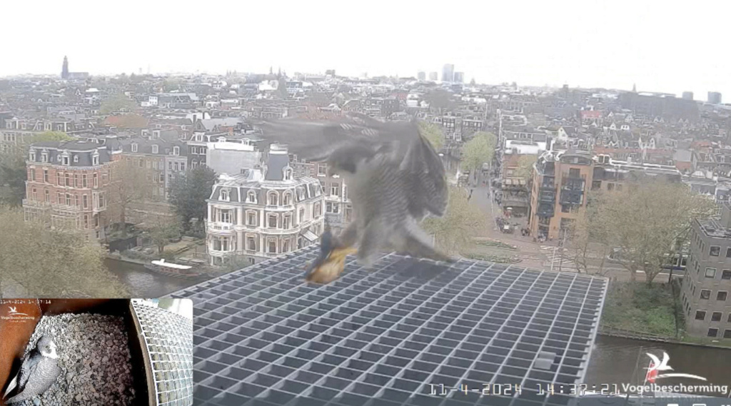 Amsterdam/Rijksmuseum screenshots © Beleef de Lente/Vogelbescherming Nederland - Pagina 12 20241957