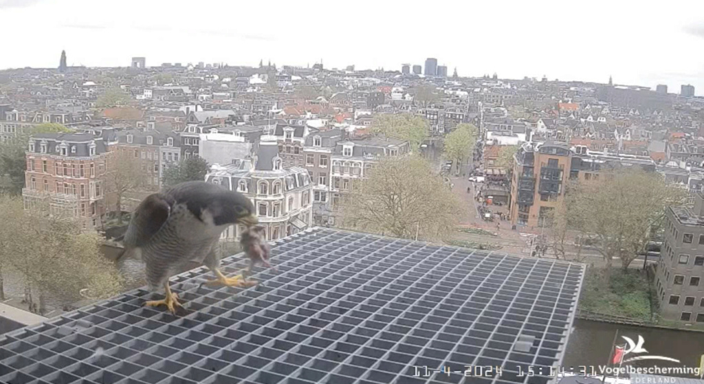 Amsterdam/Rijksmuseum screenshots © Beleef de Lente/Vogelbescherming Nederland - Pagina 13 20241968