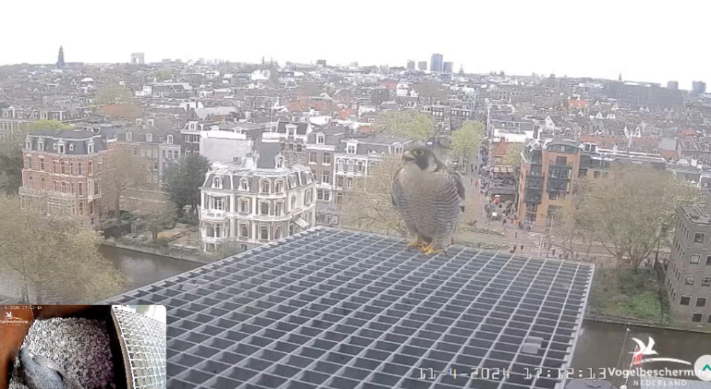 Amsterdam/Rijksmuseum screenshots © Beleef de Lente/Vogelbescherming Nederland - Pagina 13 20241971