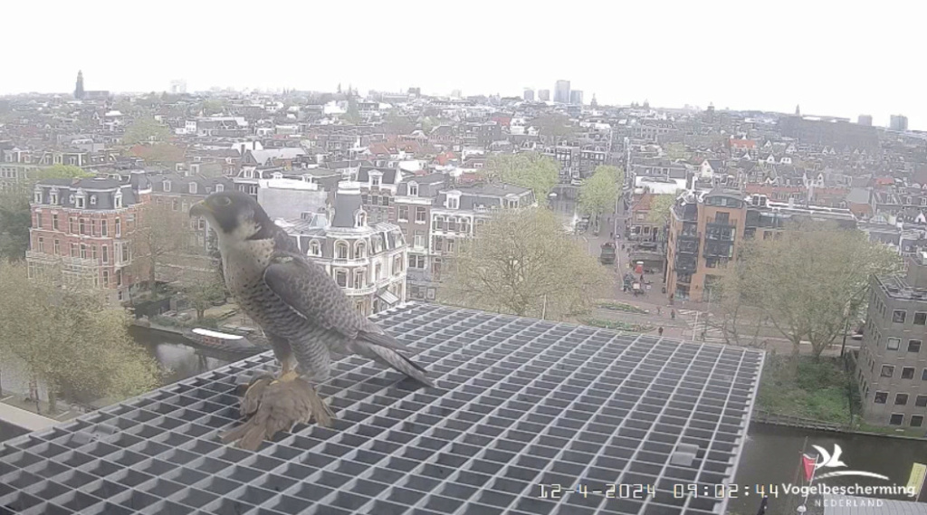 Amsterdam/Rijksmuseum screenshots © Beleef de Lente/Vogelbescherming Nederland - Pagina 13 20241982