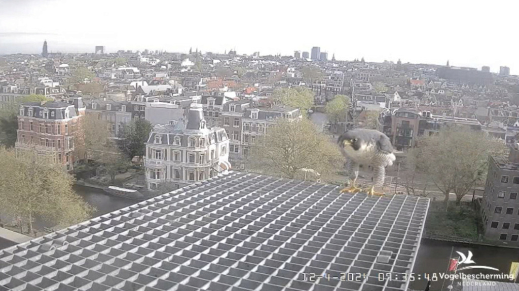 Amsterdam/Rijksmuseum screenshots © Beleef de Lente/Vogelbescherming Nederland - Pagina 13 20241983