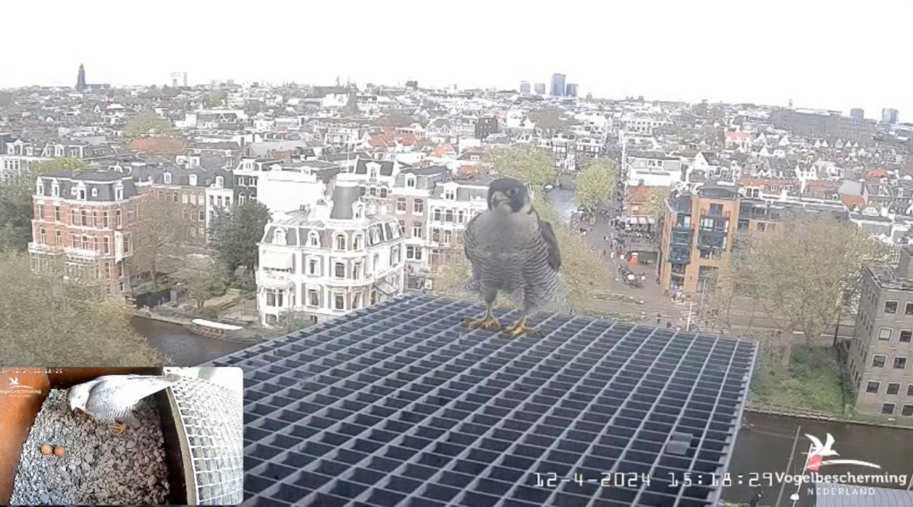 Amsterdam/Rijksmuseum screenshots © Beleef de Lente/Vogelbescherming Nederland - Pagina 13 20242005