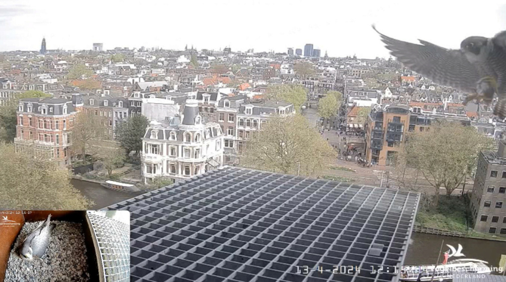 Amsterdam/Rijksmuseum screenshots © Beleef de Lente/Vogelbescherming Nederland - Pagina 14 20242027
