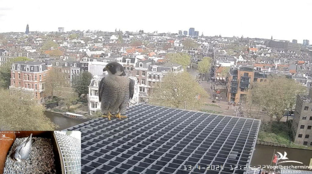 Amsterdam/Rijksmuseum screenshots © Beleef de Lente/Vogelbescherming Nederland - Pagina 14 20242031