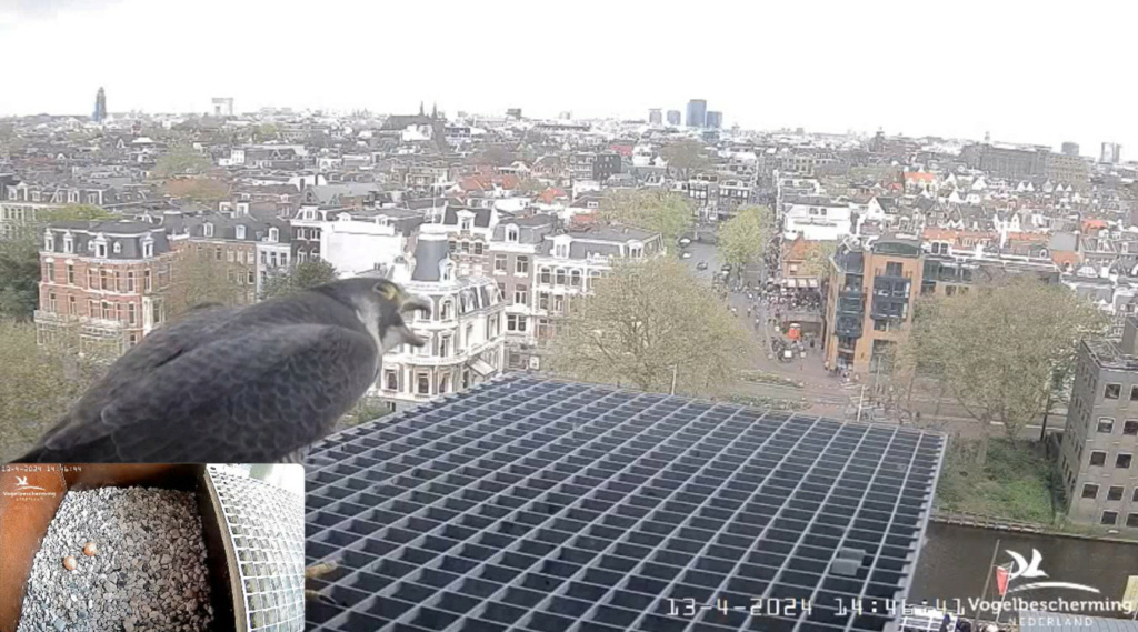 Amsterdam/Rijksmuseum screenshots © Beleef de Lente/Vogelbescherming Nederland - Pagina 14 20242037