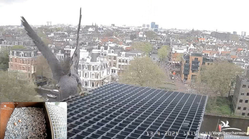 Amsterdam/Rijksmuseum screenshots © Beleef de Lente/Vogelbescherming Nederland - Pagina 14 20242038