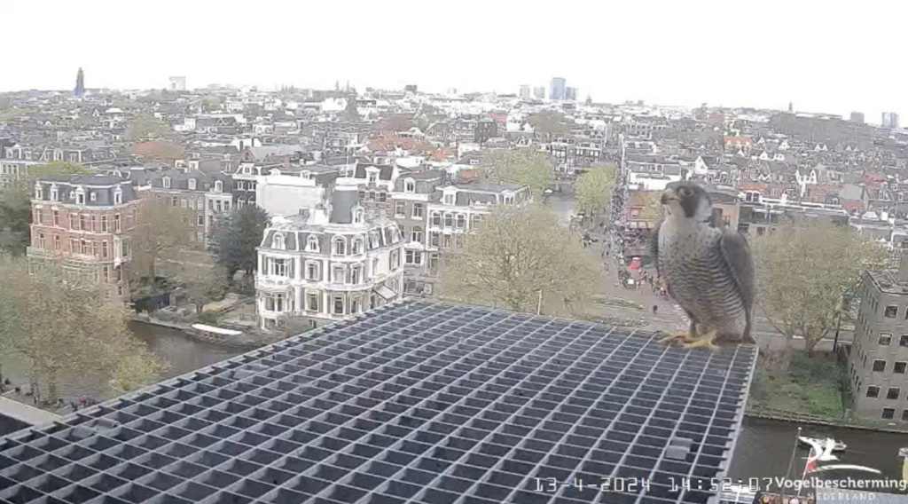 Amsterdam/Rijksmuseum screenshots © Beleef de Lente/Vogelbescherming Nederland - Pagina 14 20242041