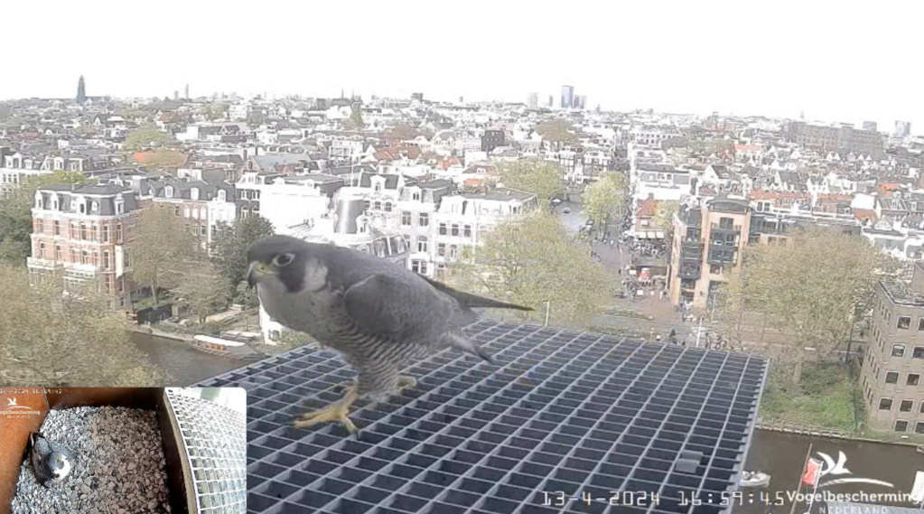 Amsterdam/Rijksmuseum screenshots © Beleef de Lente/Vogelbescherming Nederland - Pagina 14 20242047