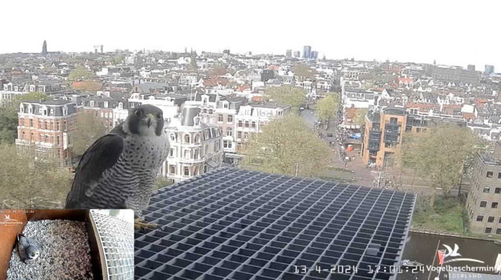 Amsterdam/Rijksmuseum screenshots © Beleef de Lente/Vogelbescherming Nederland - Pagina 14 20242048
