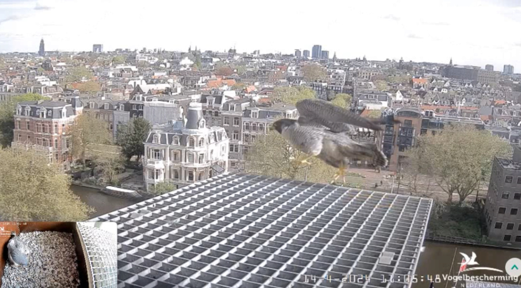 Amsterdam/Rijksmuseum screenshots © Beleef de Lente/Vogelbescherming Nederland - Pagina 14 20242067