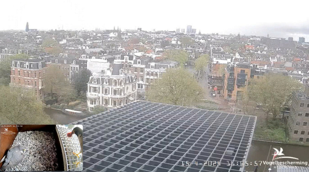 Amsterdam/Rijksmuseum screenshots © Beleef de Lente/Vogelbescherming Nederland - Pagina 15 20242108