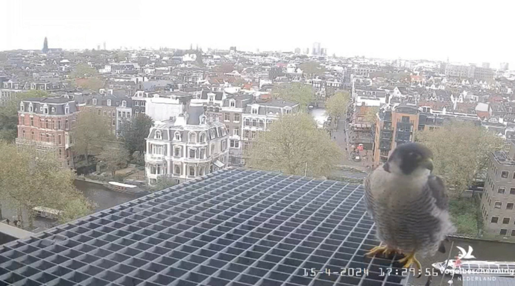 Amsterdam/Rijksmuseum screenshots © Beleef de Lente/Vogelbescherming Nederland - Pagina 15 20242110