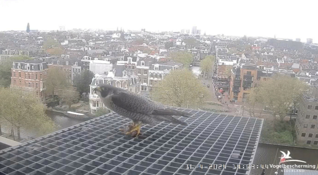 Amsterdam/Rijksmuseum screenshots © Beleef de Lente/Vogelbescherming Nederland - Pagina 15 20242131