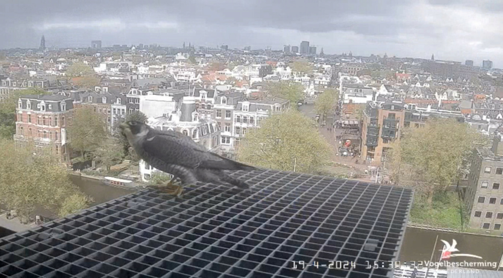 Amsterdam/Rijksmuseum screenshots © Beleef de Lente/Vogelbescherming Nederland - Pagina 16 20242205