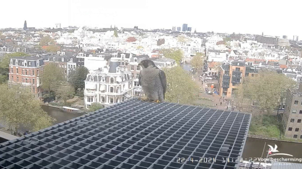 Amsterdam/Rijksmuseum screenshots © Beleef de Lente/Vogelbescherming Nederland - Pagina 17 20242250