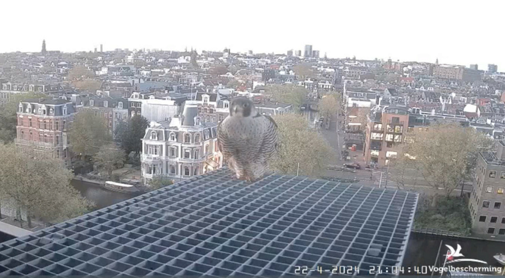 Amsterdam/Rijksmuseum screenshots © Beleef de Lente/Vogelbescherming Nederland - Pagina 17 20242256