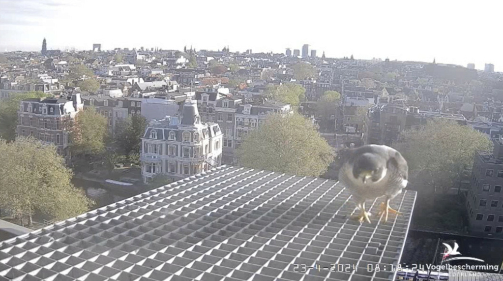 Amsterdam/Rijksmuseum screenshots © Beleef de Lente/Vogelbescherming Nederland - Pagina 17 20242262