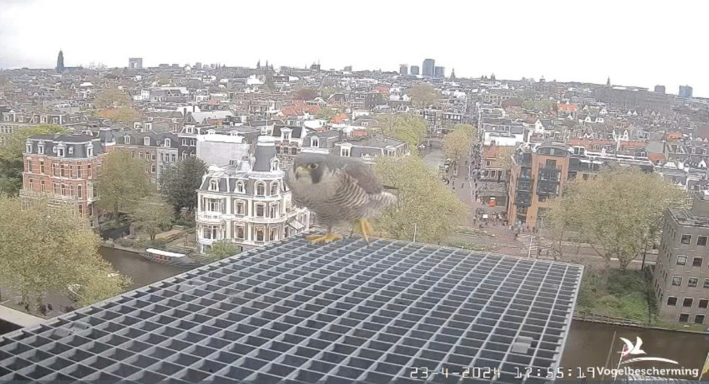 Amsterdam/Rijksmuseum screenshots © Beleef de Lente/Vogelbescherming Nederland - Pagina 17 20242285