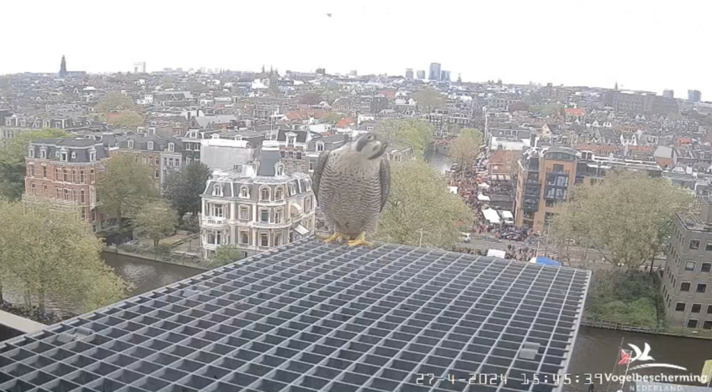 amsterdam - Amsterdam/Rijksmuseum screenshots © Beleef de Lente/Vogelbescherming Nederland - Pagina 19 20242381