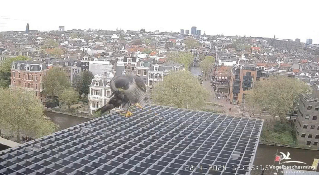 amsterdam - Amsterdam/Rijksmuseum screenshots © Beleef de Lente/Vogelbescherming Nederland - Pagina 19 20242398
