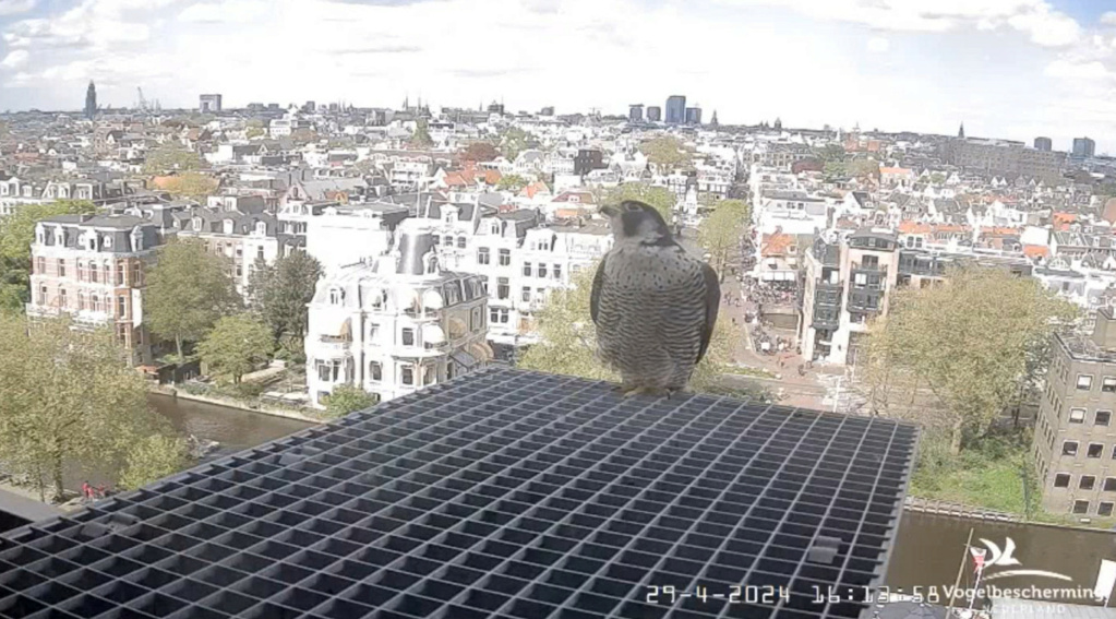 Amsterdam/Rijksmuseum screenshots © Beleef de Lente/Vogelbescherming Nederland - Pagina 19 20242433