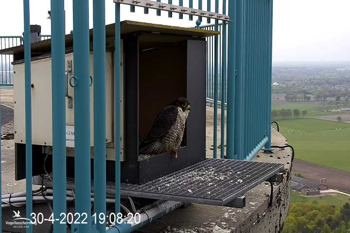 2022 - campics BDL 2022 va 9 april 2022 ©VWGGemert/Vogelbescherming Nederland - Pagina 41 Cam_2487