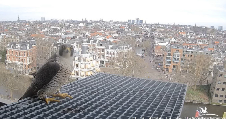 Amsterdam/Rijksmuseum screenshots © Beleef de Lente/Vogelbescherming Nederland - Pagina 4 Cht10