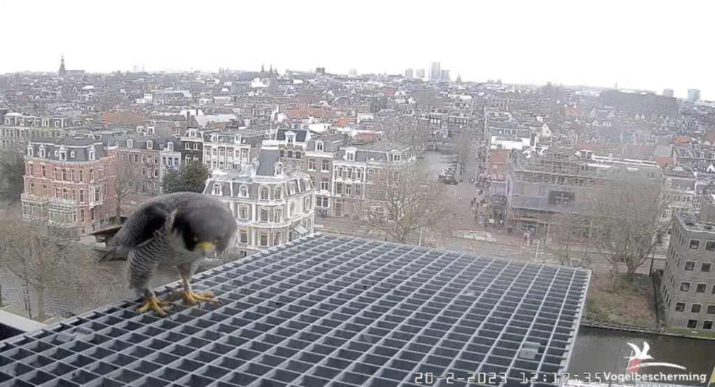 A'dam Rijksmuseum © Vogelbescherming Nederland Beleef de Lente screenshots va 26022023  M_rijk10