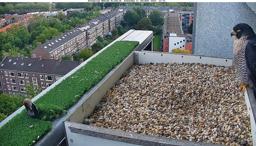 Rijswijk/Klokkentoren - Pagina 10 Rijswi56