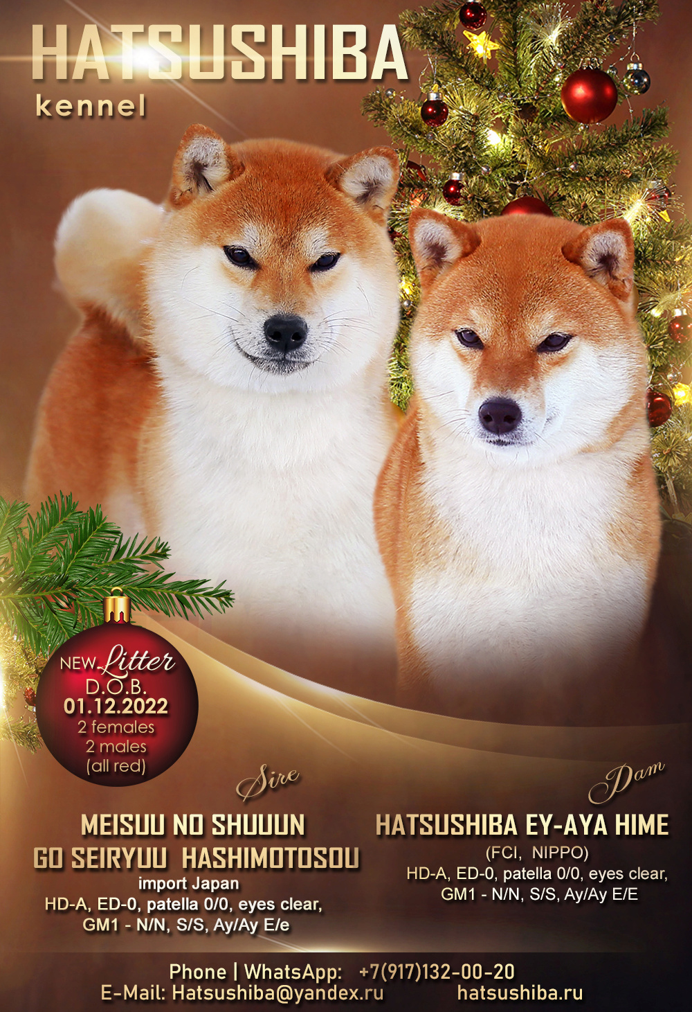 Рыжие щенки от Шина и Эйми, п-к Хатсушиба, 01.12.2022 0v110