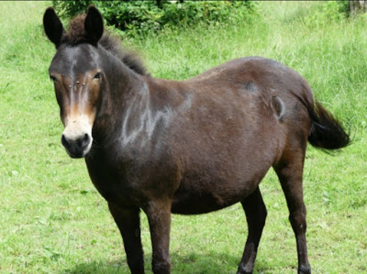 MULAN - ONC mule née en 2017 - adoptée en juillet 2020 par Virginie 20210727
