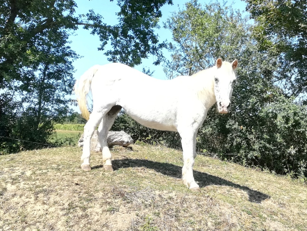 FANNY - ponette blanche - 35 ans (FA longue durée) - Page 2 Img_2022