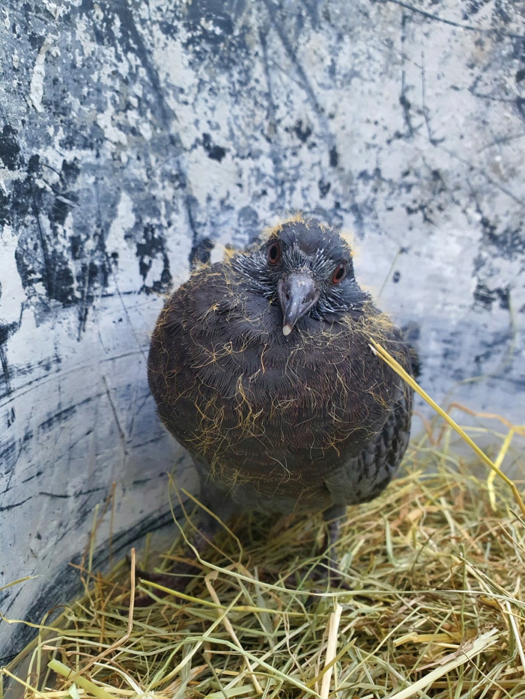 Jeune pigeon au sol, que faire? Img-2019