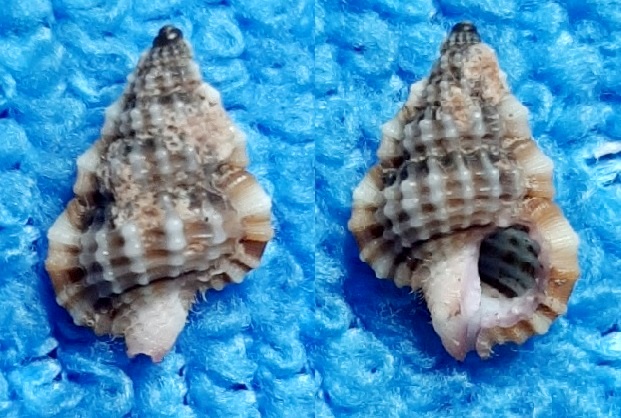 Cymatiidae Gyrineum lacunatum - (Mighels, 1845) 20200118