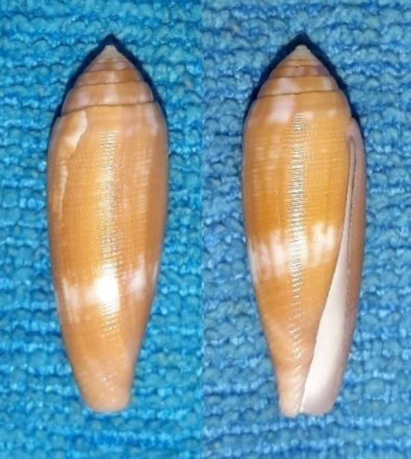 Conus (Leporiconus) pomareae   E Monnier & L Limpalaër, 2014 - Page 2 20200212