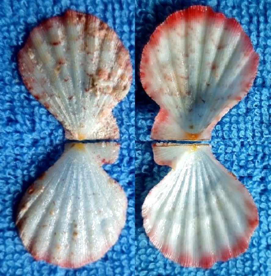 Mirapecten_boutetorum Dijkstra, 2011 et Semipallium_fulvicostatum - (A. Adams & Reeve, 1850) des_Tuamotu  20200317