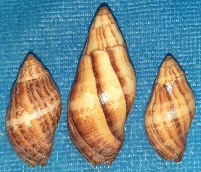 Muricidae Rapaninae Nassa tuamotuensis Houart, 1996 20200333