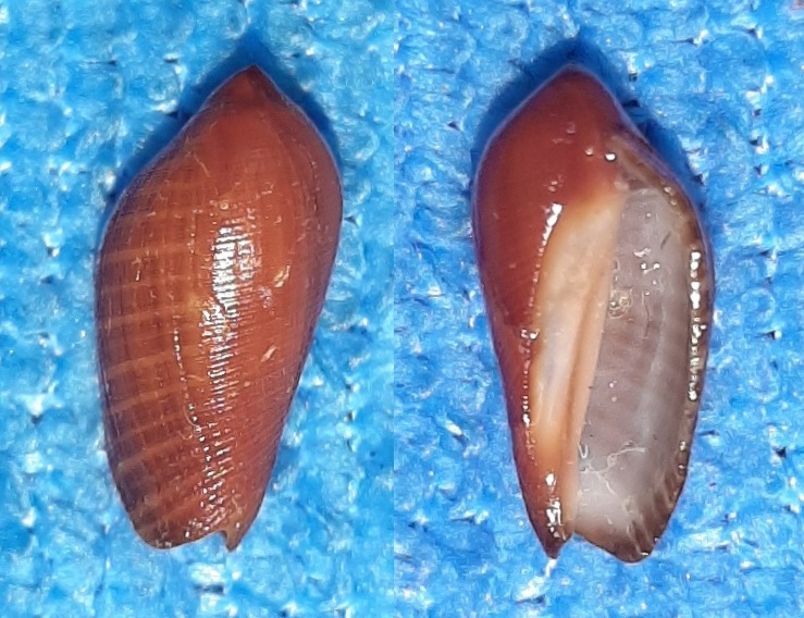  Muricidae RapaninaeVexilla taeniata (Powis, 1835) 20200334