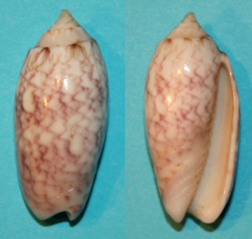 Americoliva lilacea (Paulmier, 2013) - Worms = Oliva lilacea (Paulmier, 2013)  Americ10