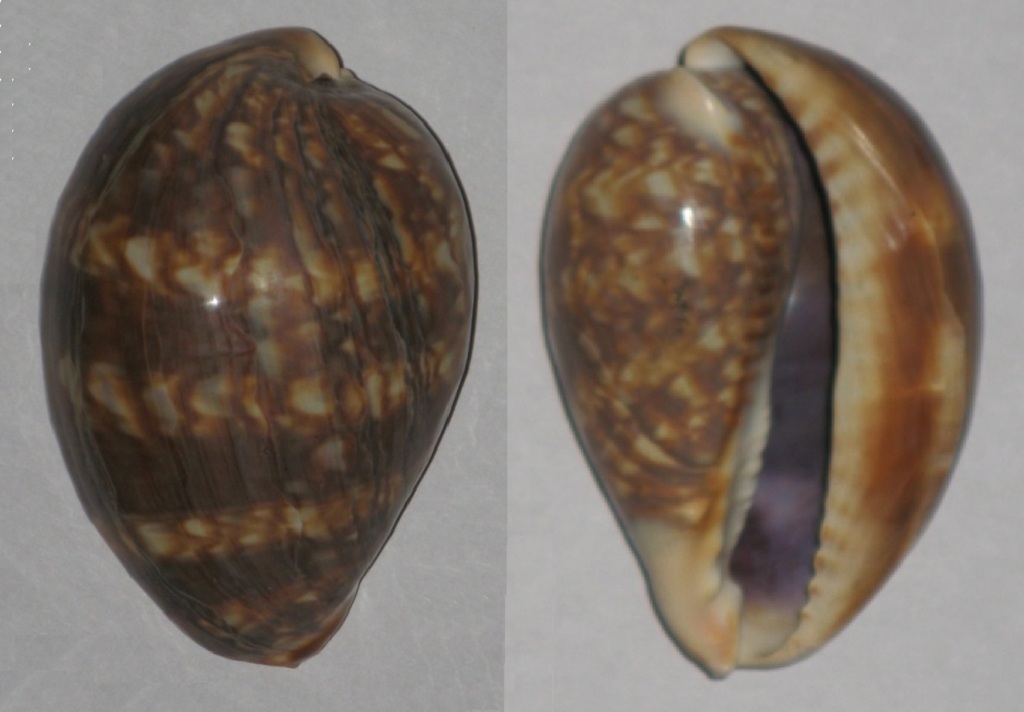 Mauritia mauritiana Linnaeus, 1758 juvénile Cyprae12