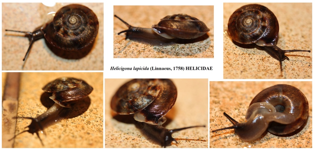 Minuscule escargot nocturne Helici10