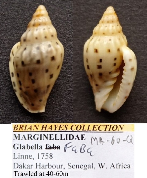Glabella faba (Linnaeus, 1758) Img_2032