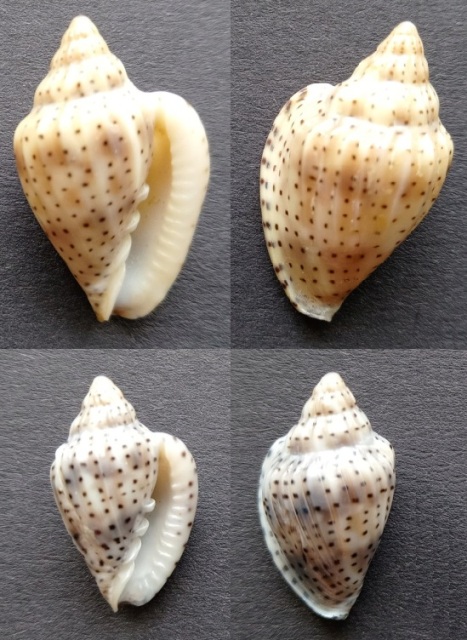 Glabella pseudofaba (Sowerby II, 1846) Img_2034