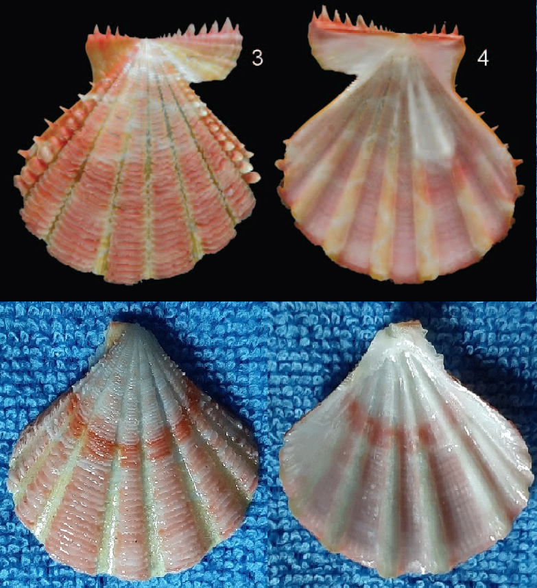Mirapecten_boutetorum Dijkstra, 2011 et Semipallium_fulvicostatum - (A. Adams & Reeve, 1850) des_Tuamotu  Sans_t24