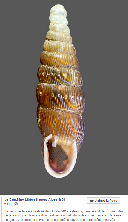 Fusulus interruptus (C. Pfeiffer, 1828) / Une nouvelle espèce d'escargot pour la France Sans_t25