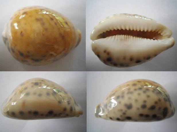 Toutes_des_Pardalis Tigris16