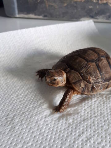 Au Secours Identification Hibernation