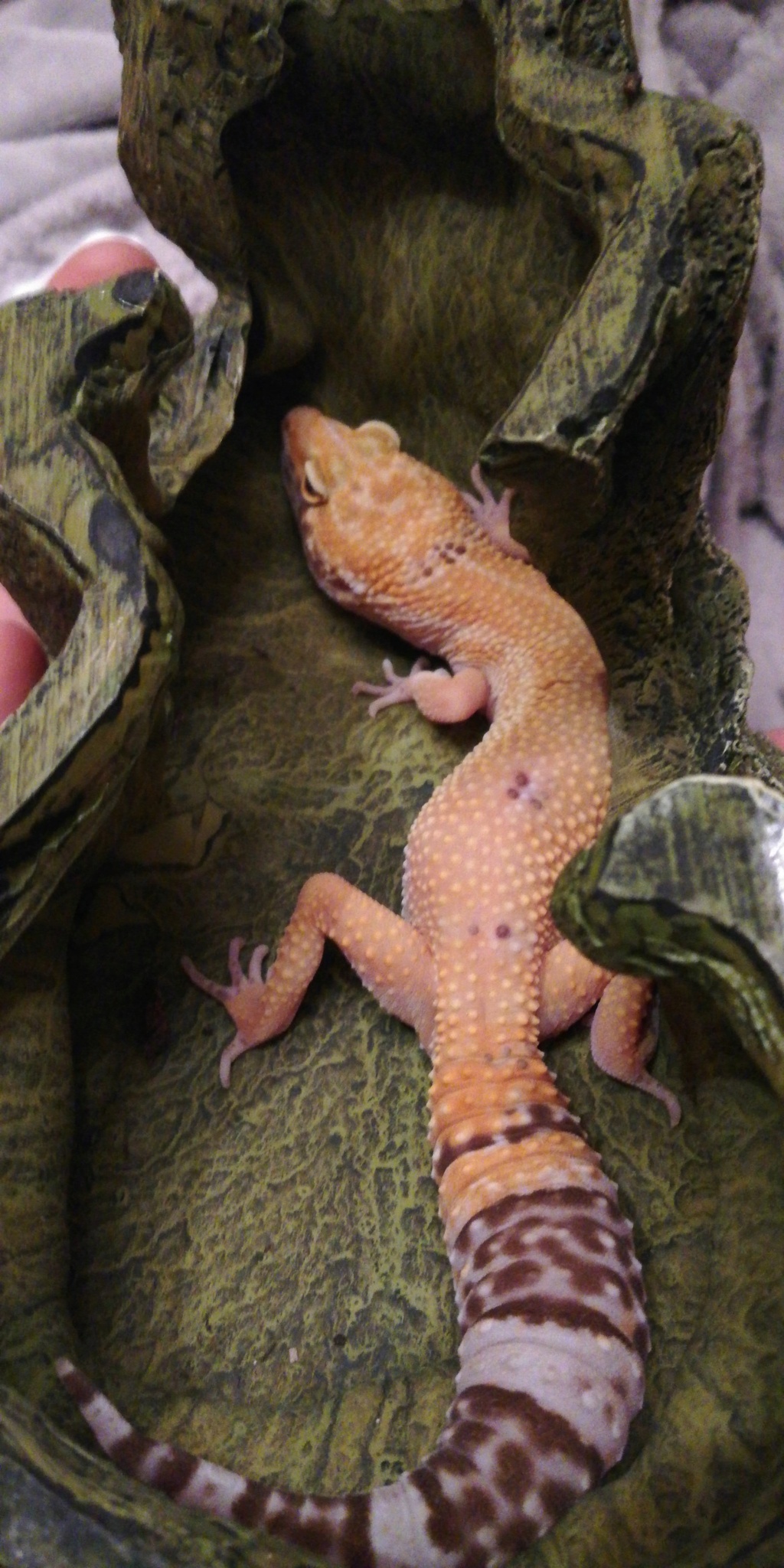 Phaser 6 bébés geckos Img-2014