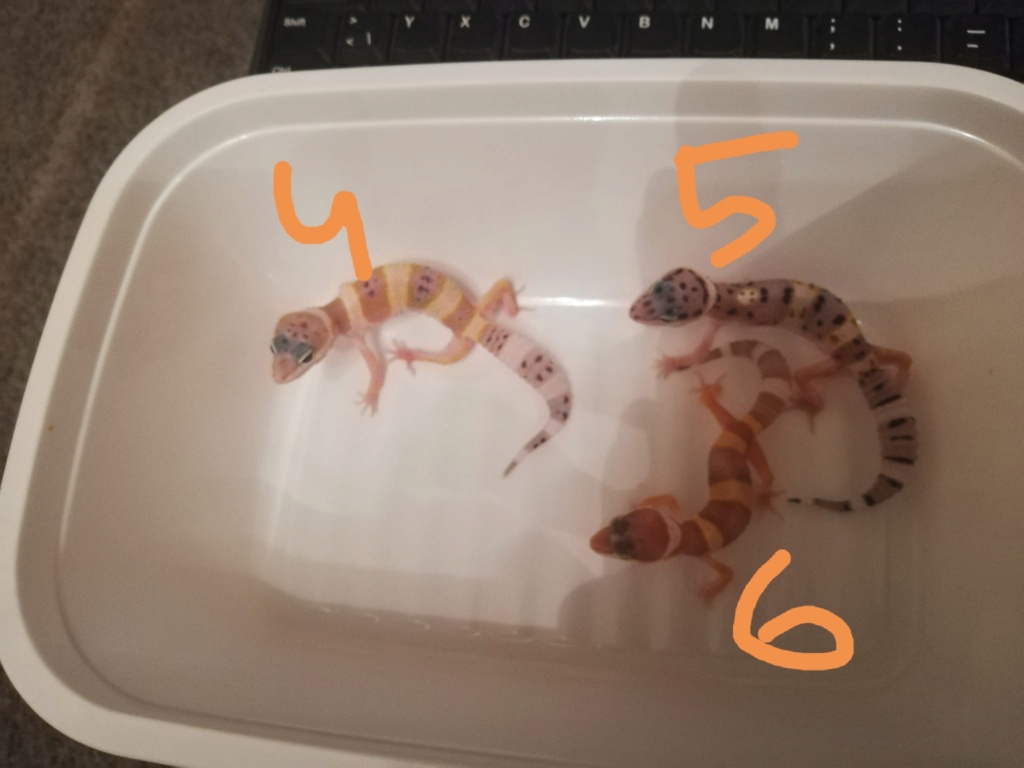 Phaser 6 bébés geckos Img_2027
